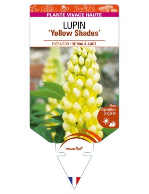 LUPINUS (polyphyllus) 'Yellow Shades'