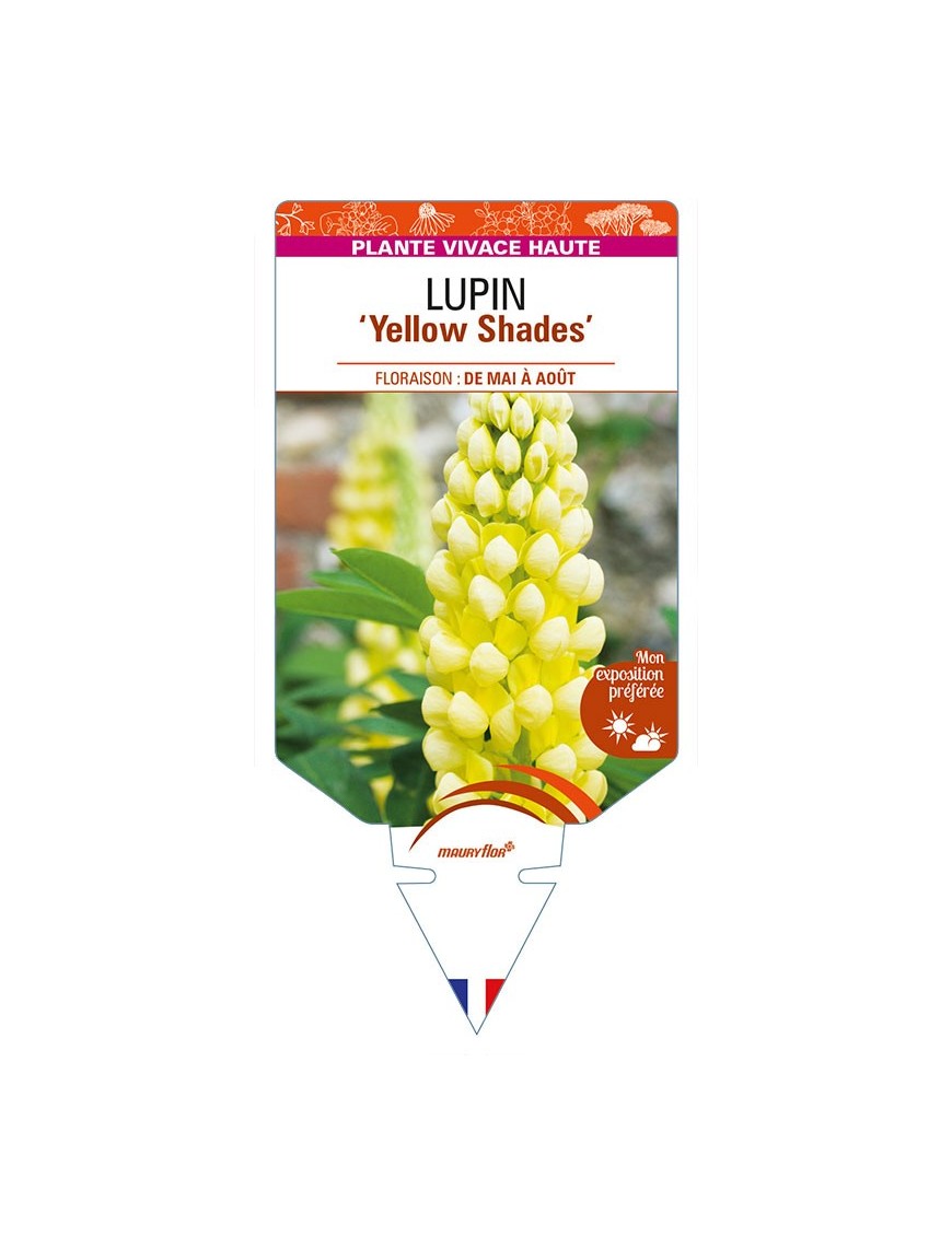 LUPINUS (polyphyllus) 'Yellow Shades'