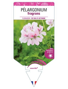 PÉLARGONIUM FRAGRANS