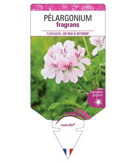 PÉLARGONIUM FRAGRANS