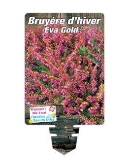 ERICA darleyensis voir BRUYÈRE D’HIVER Eva Gold® (rose) *