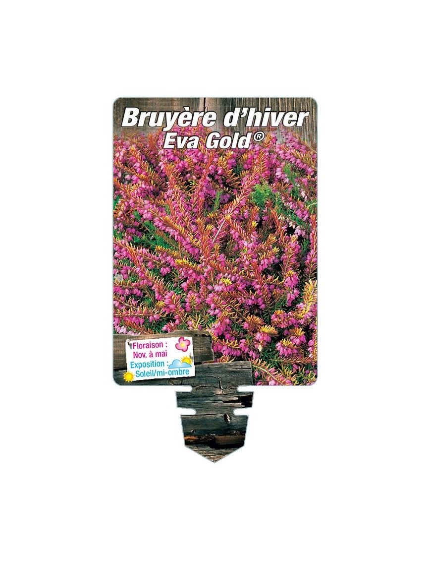 ERICA darleyensis voir BRUYÈRE D’HIVER Eva Gold® (rose) *