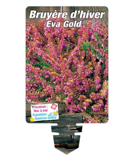 ERICA darleyensis voir BRUYÈRE D’HIVER Eva Gold® (rose) *