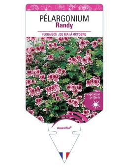 PÉLARGONIUM RANDY