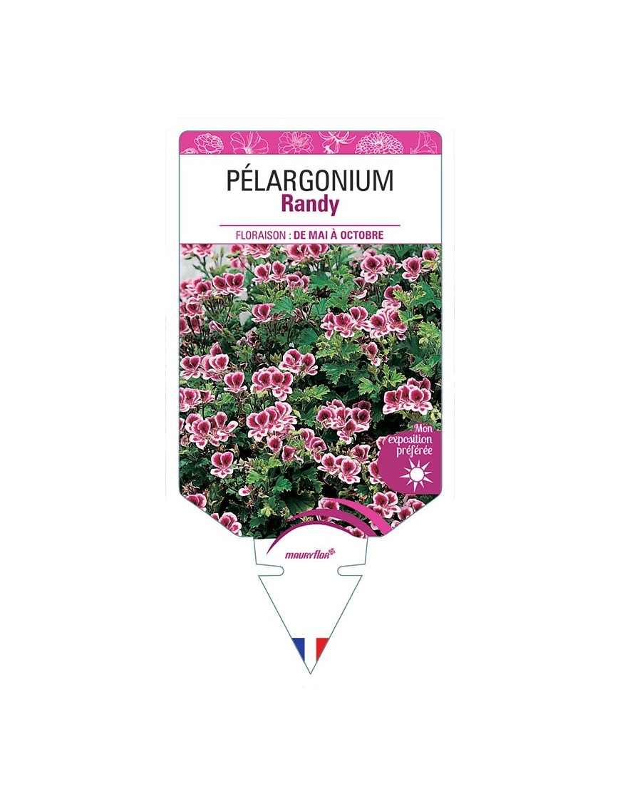 PÉLARGONIUM RANDY