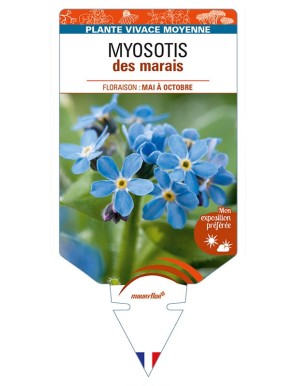 MYOSOTIS palustris (bleu) voir MYOSOTIS des marais