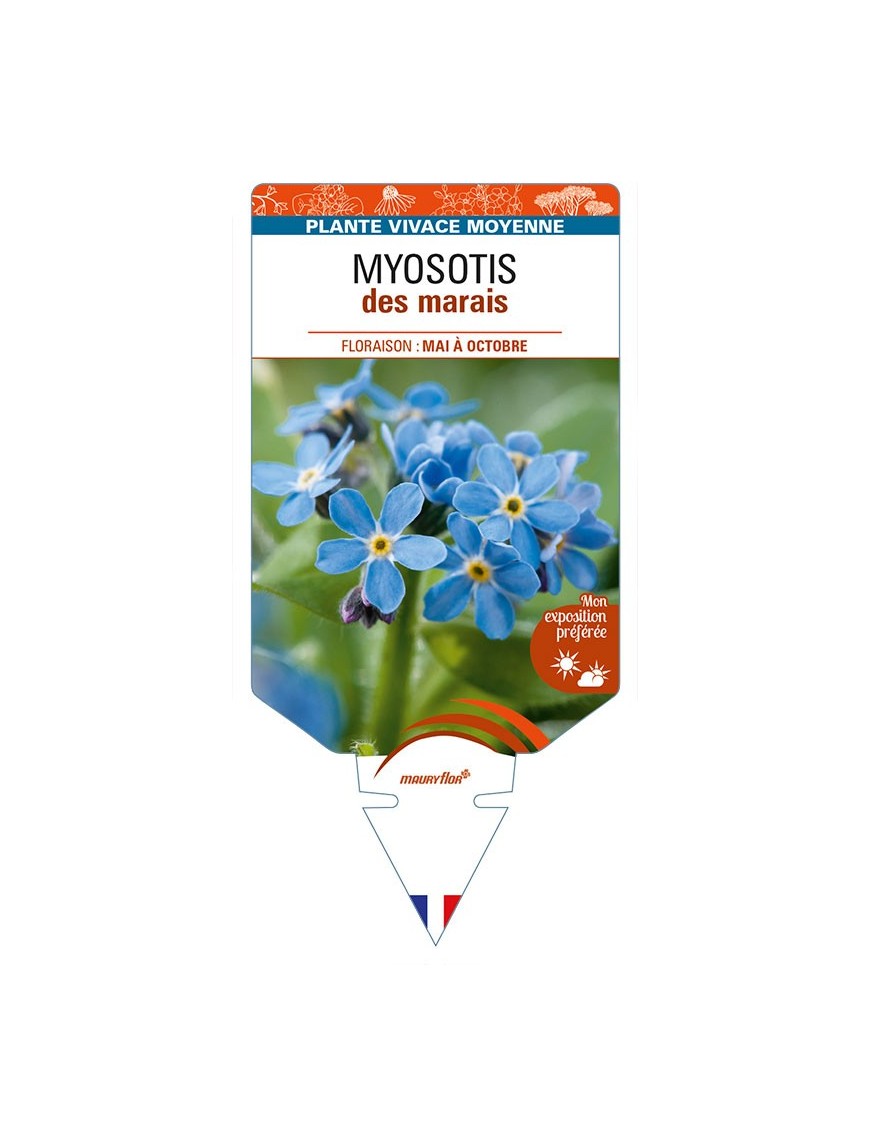 MYOSOTIS palustris (bleu) voir MYOSOTIS des marais