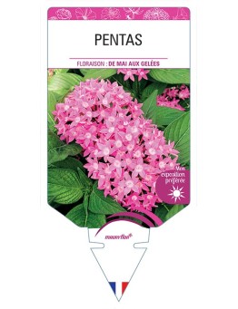 PENTAS