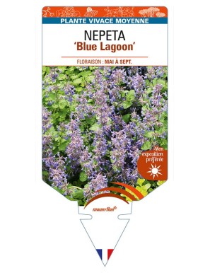 NEPETA 'Blue Lagoon'