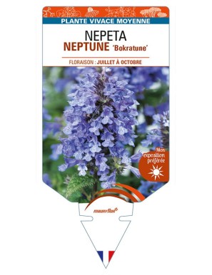 NEPETA (nervosa) NEPTUNE 'Bokratune'