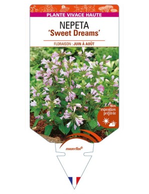 NEPETA (subsessilis) 'Sweet Dreams'