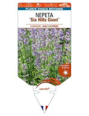 NEPETA (x faassenii) 'Six Hills Giant'