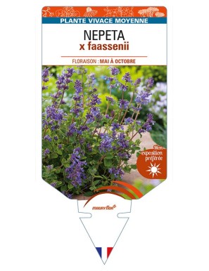 NEPETA x faassenii