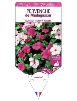 PERVENCHE DE MADAGASCAR
