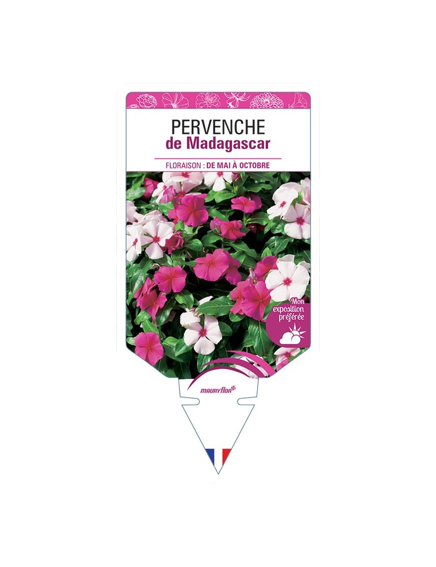 PERVENCHE DE MADAGASCAR