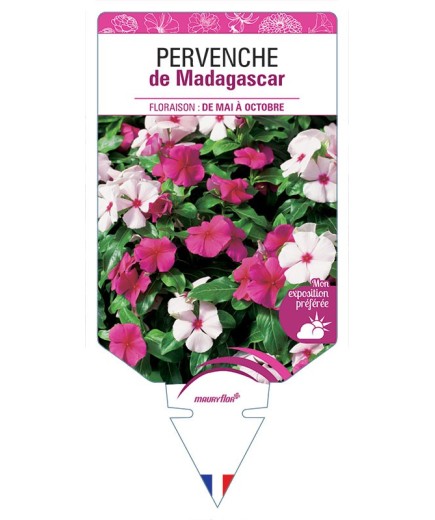 PERVENCHE DE MADAGASCAR