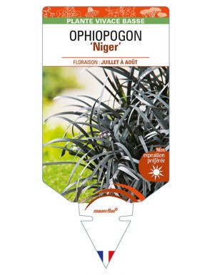OPHIOPOGON (planiscapus) 'Niger'
