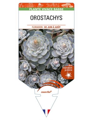 OROSTACHYS