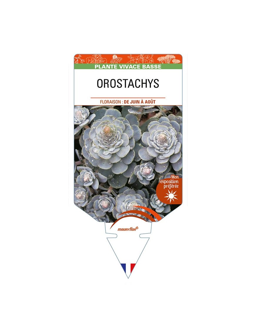 OROSTACHYS