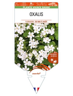 OXALIS  (blanc)