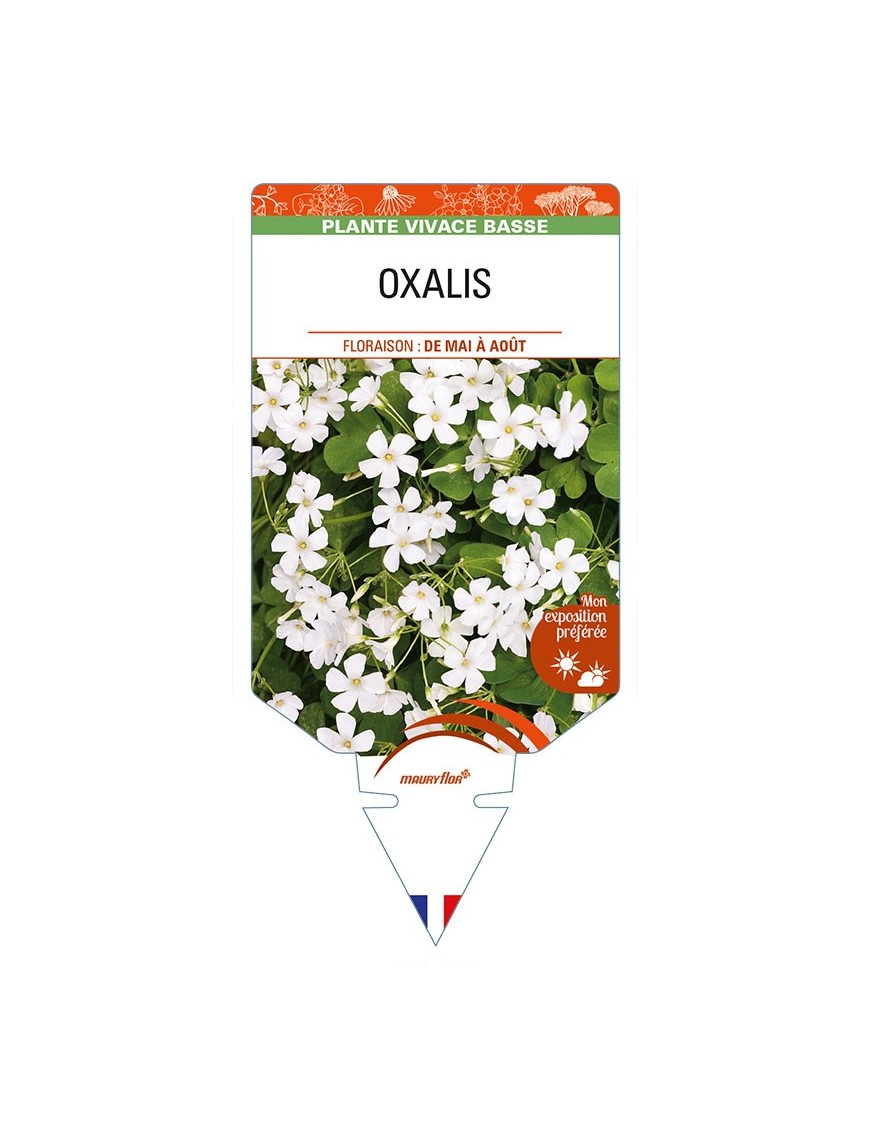 OXALIS  (blanc)