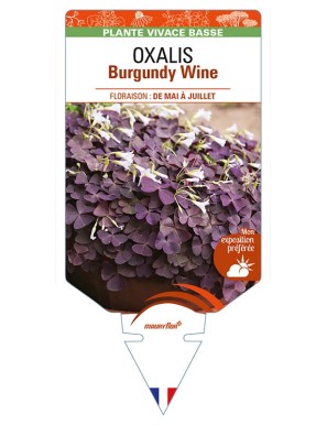 OXALIS (triangularis) Burgundy Wine