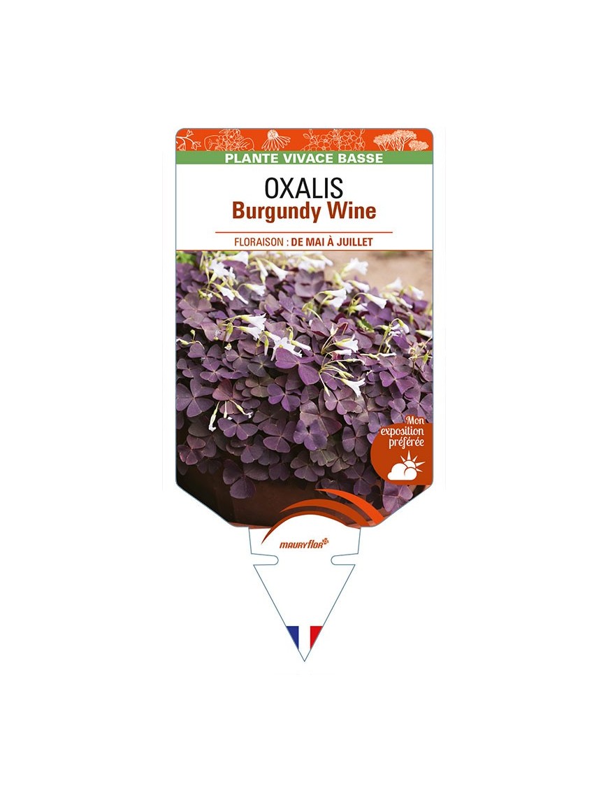 OXALIS (triangularis) Burgundy Wine