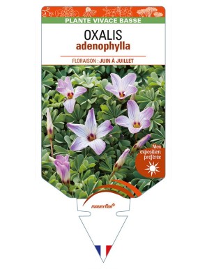 OXALIS adenophylla