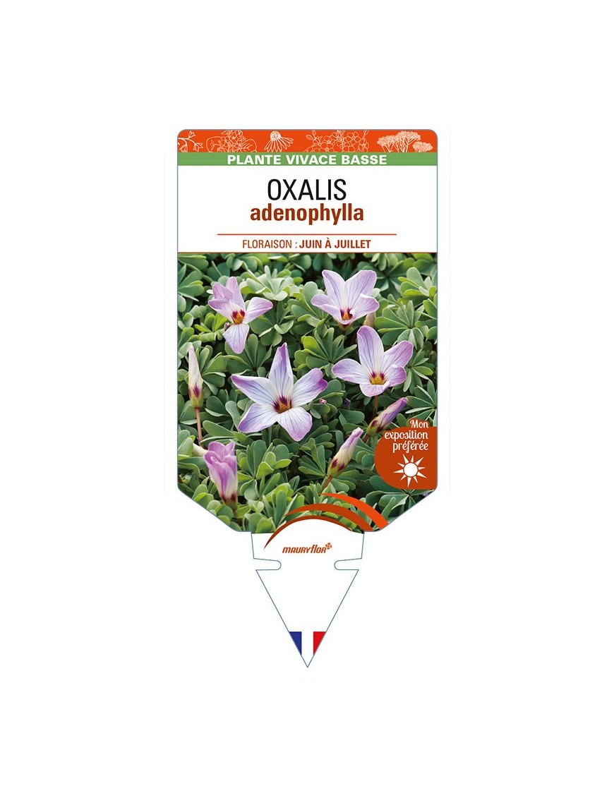 OXALIS adenophylla