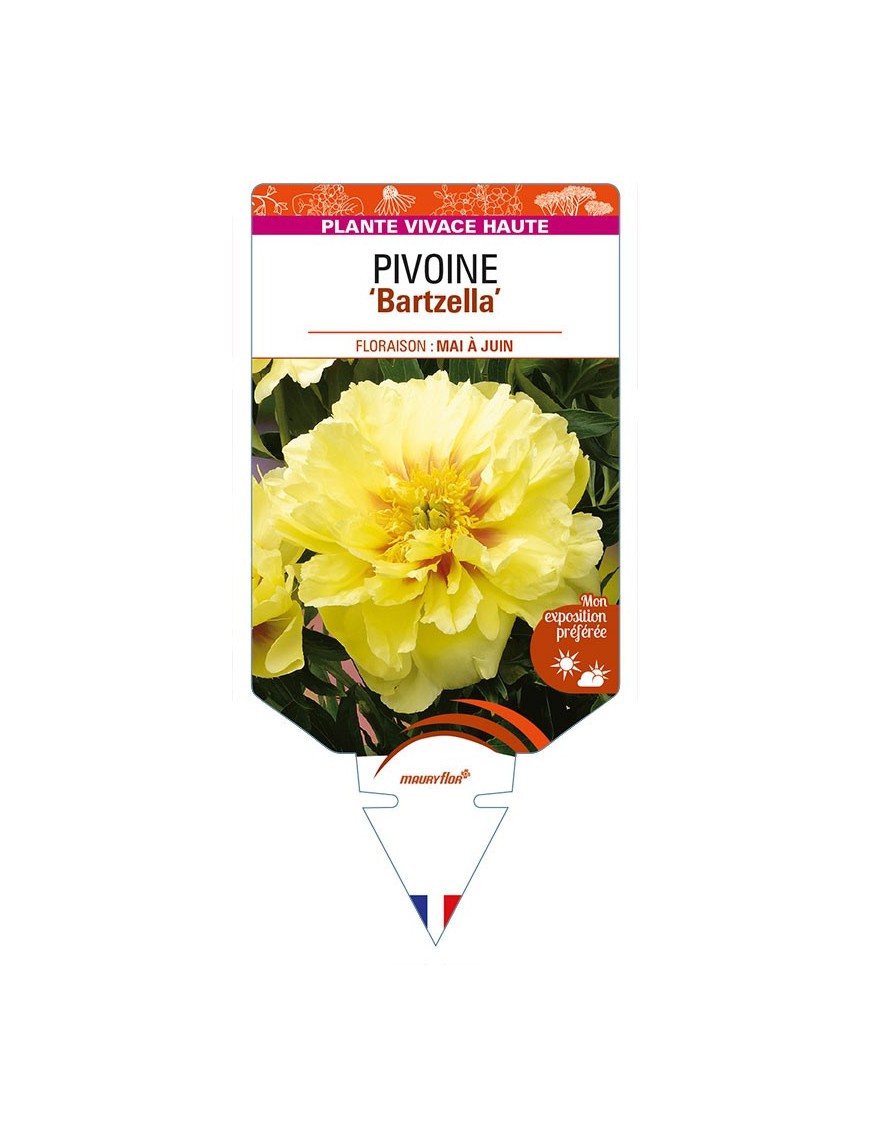 PAEONIA Itoh 'Bartzella' voir PIVOINE