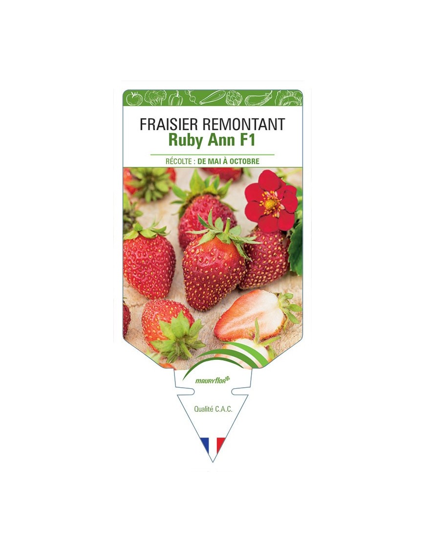 PÉTUNIA À GRANDE FLEUR (BLEU)