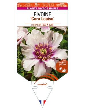 PAEONIA Itoh 'Cora Louise' voir PIVOINE