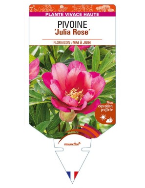 PAEONIA Itoh 'Julia Rose' voir PIVOINE