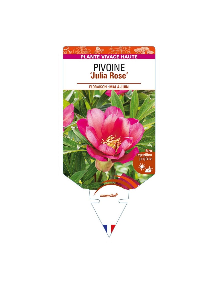 PAEONIA Itoh 'Julia Rose' voir PIVOINE