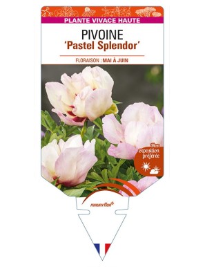 PAEONIA Itoh 'Pastel Splendor' voir PIVOINE