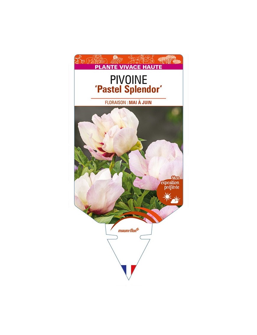 PAEONIA Itoh 'Pastel Splendor' voir PIVOINE