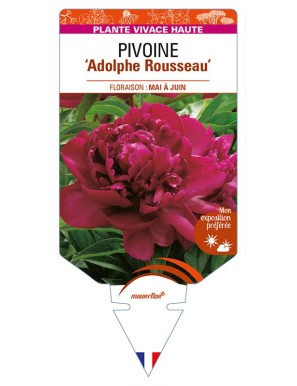 PAEONIA lactiflora 'Adolphe Rousseau' voir PIVOINE