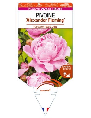 PAEONIA lactiflora 'Alexander Fleming' voir PIVOINE