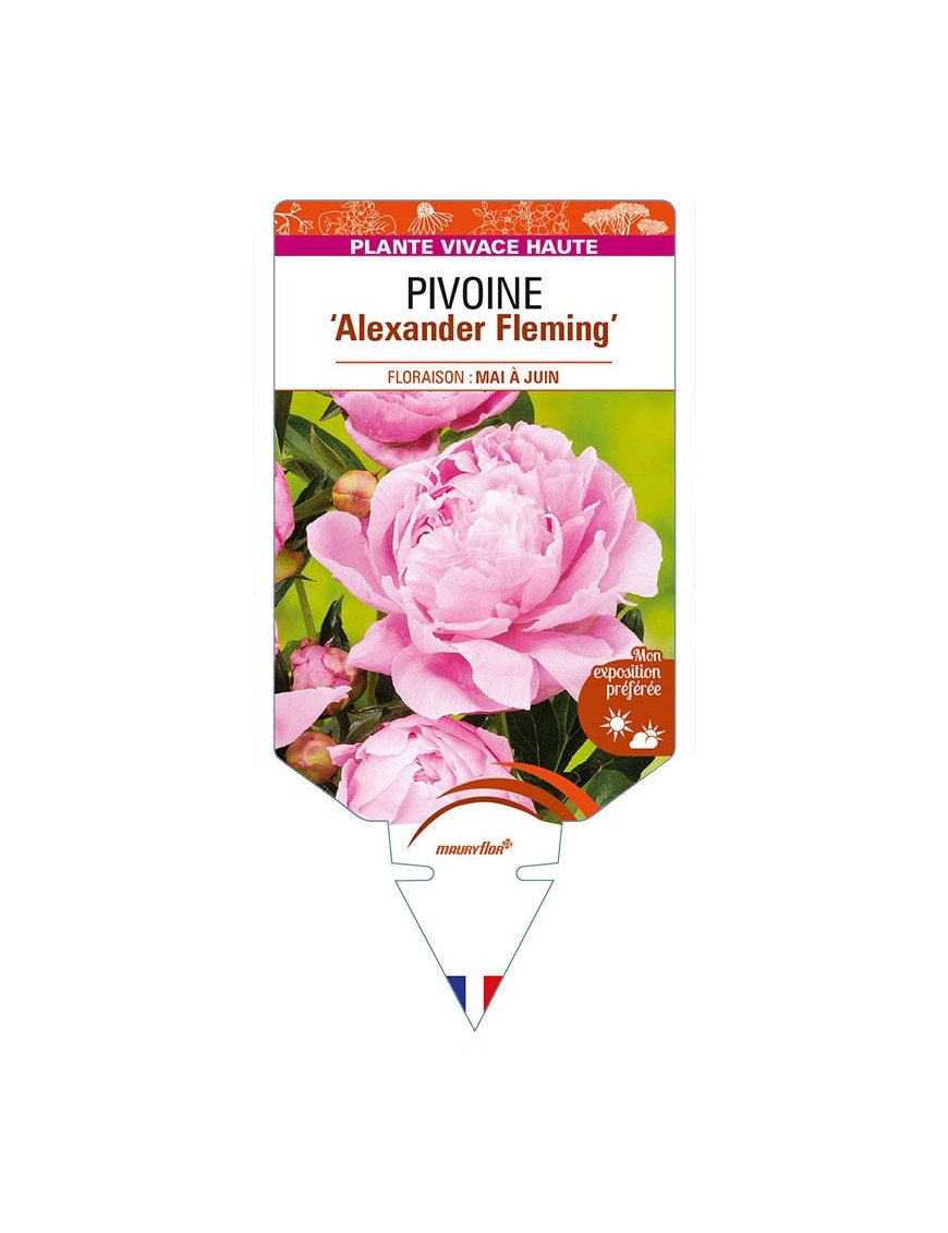 PAEONIA lactiflora 'Alexander Fleming' voir PIVOINE