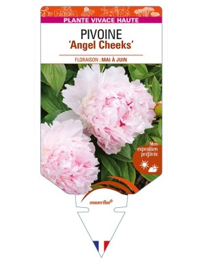 PAEONIA lactiflora 'Angel Cheeks' voir PIVOINE