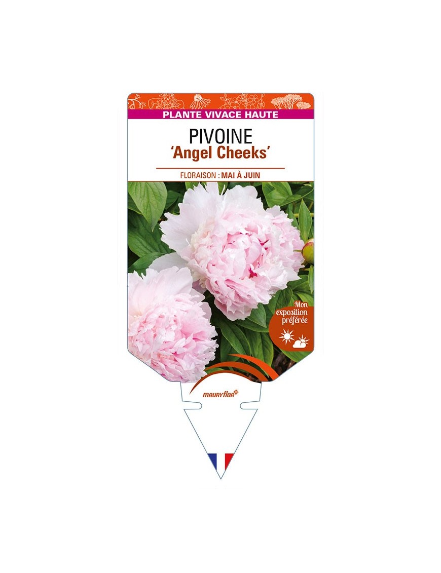 PAEONIA lactiflora 'Angel Cheeks' voir PIVOINE