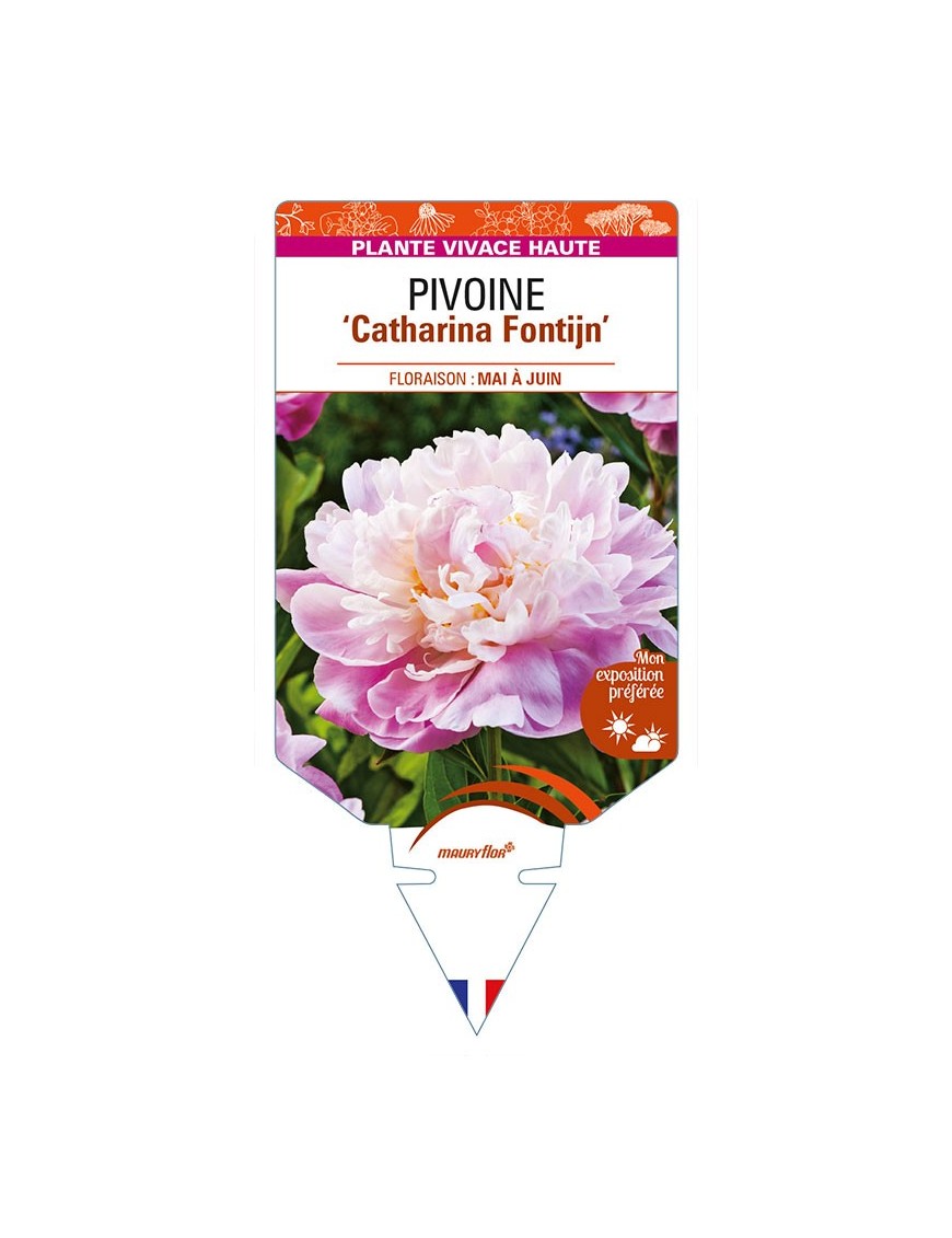 PAEONIA lactiflora 'Catharina Fontijn' voir PIVOINE