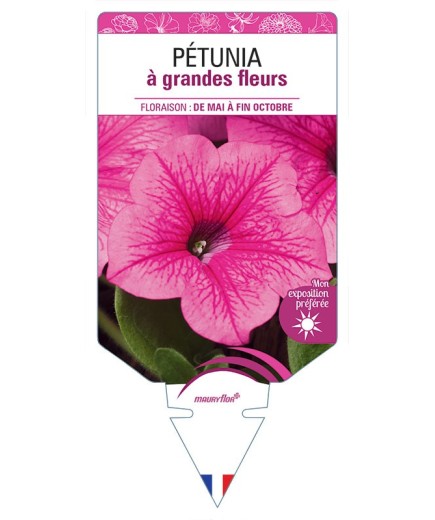 PÉTUNIA À GRANDE FLEUR (ROSE)