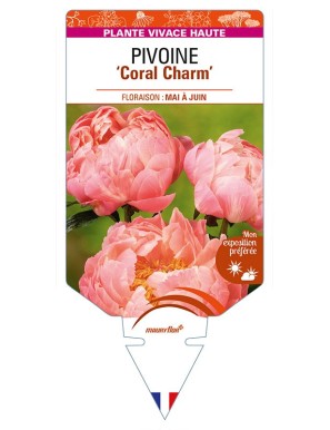 PAEONIA lactiflora 'Coral Charm' voir PIVOINE