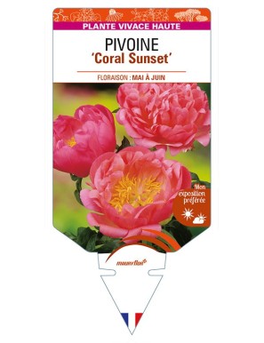 PAEONIA lactiflora 'Coral Sunset' voir PIVOINE