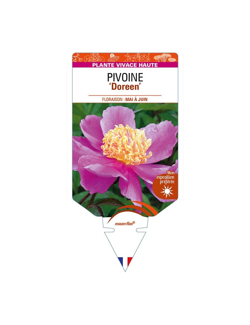 PAEONIA lactiflora 'Doreen' voir PIVOINE