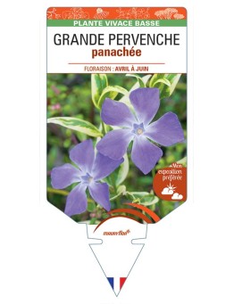 VINCA major 'Variegata' voir GRANDE PERVENCHE panachée *