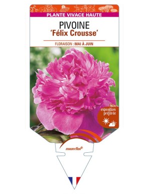 PAEONIA lactiflora 'Félix Crousse' voir PIVOINE