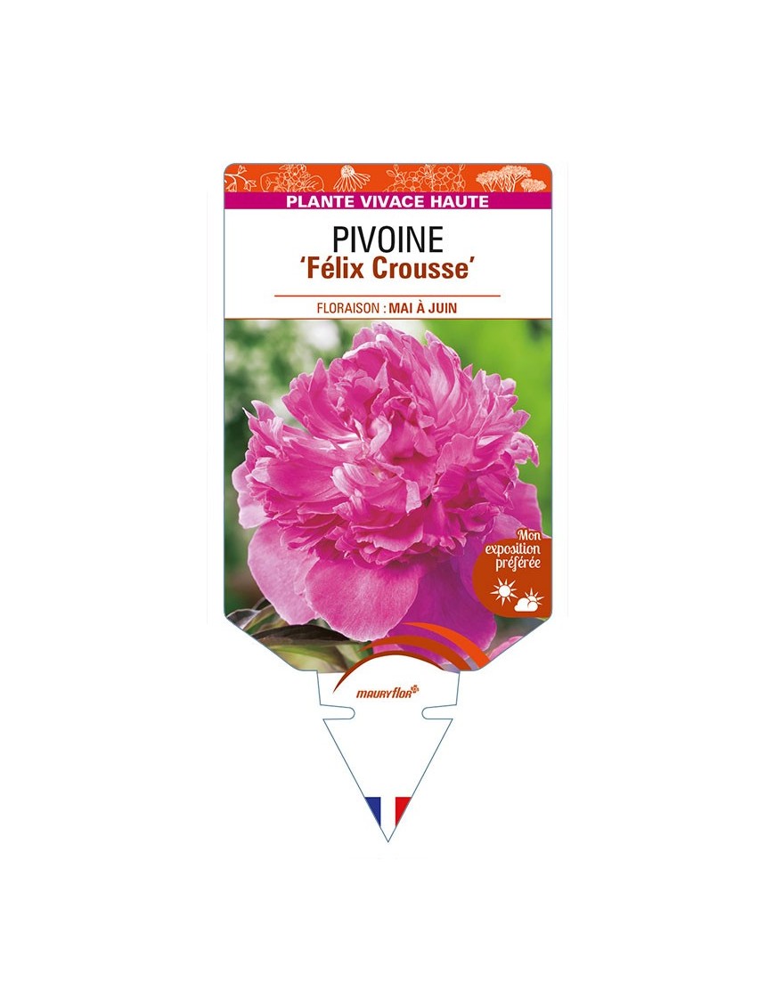 PAEONIA lactiflora 'Félix Crousse' voir PIVOINE