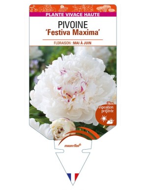 PAEONIA lactiflora 'Festiva Maxima' voir PIVOINE